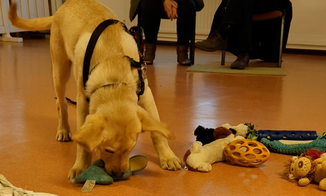 Yellow Labrador puppy sniffing toys at puppy class