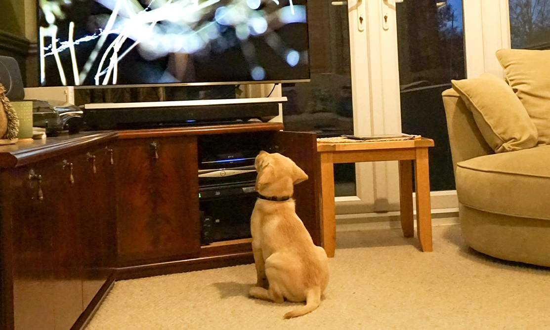 Yellow Labrador puppy sitting watching TV