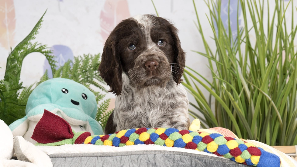 Chocolate roan spaniel puppy in bed surrounded by toys