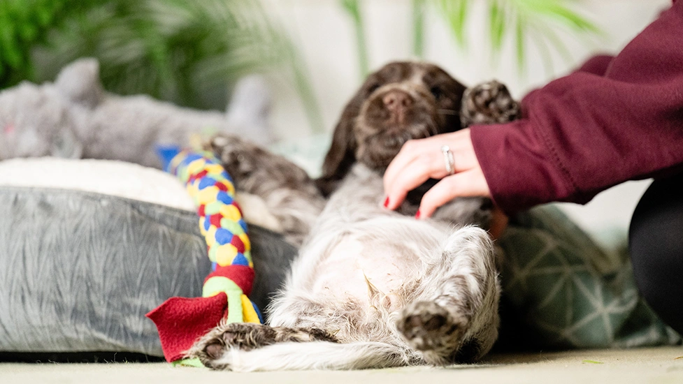 Chocolate roan spaniel puppy receiving tummy tickles