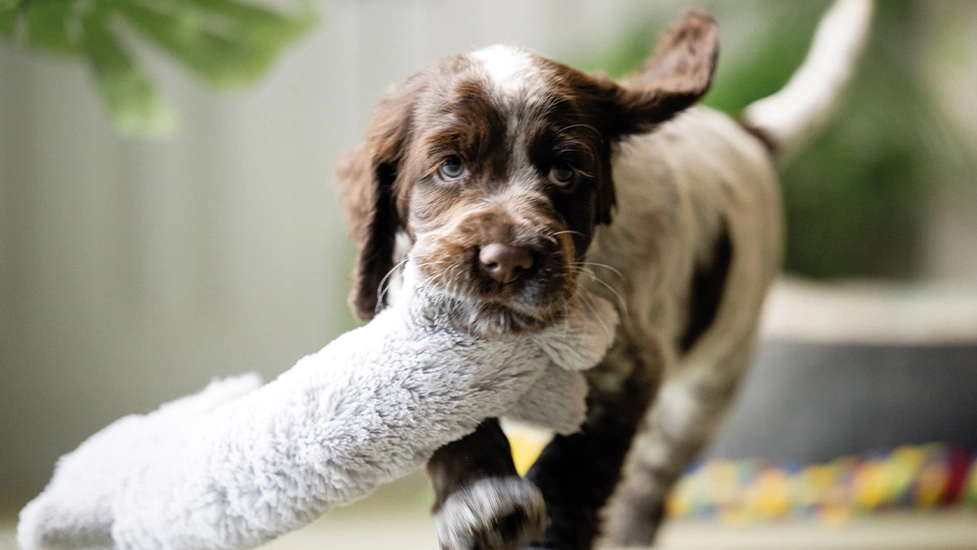 Chocolate roan spaniel puppy running with toy in mouth