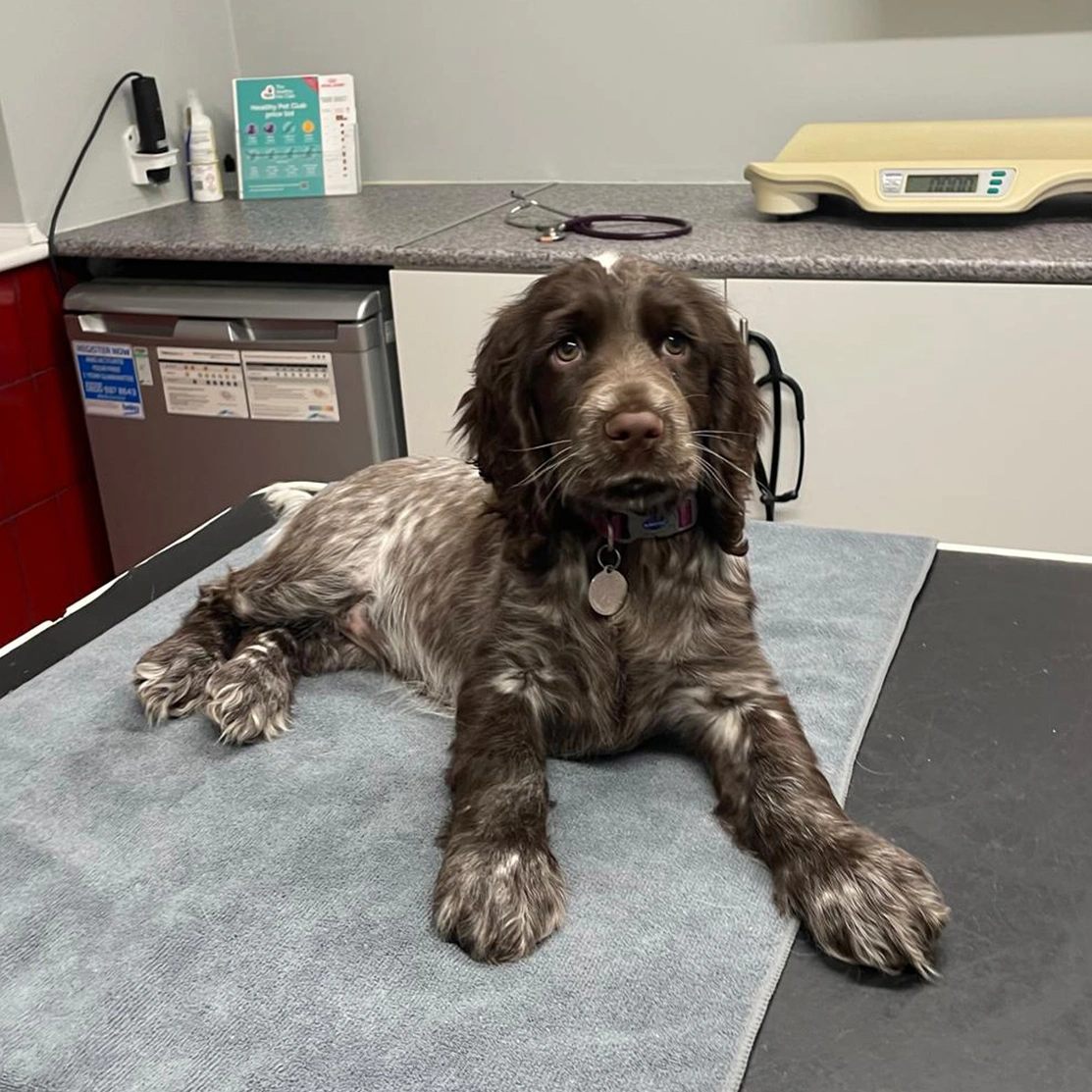 Chocolate roan spaniel laying on table at vets