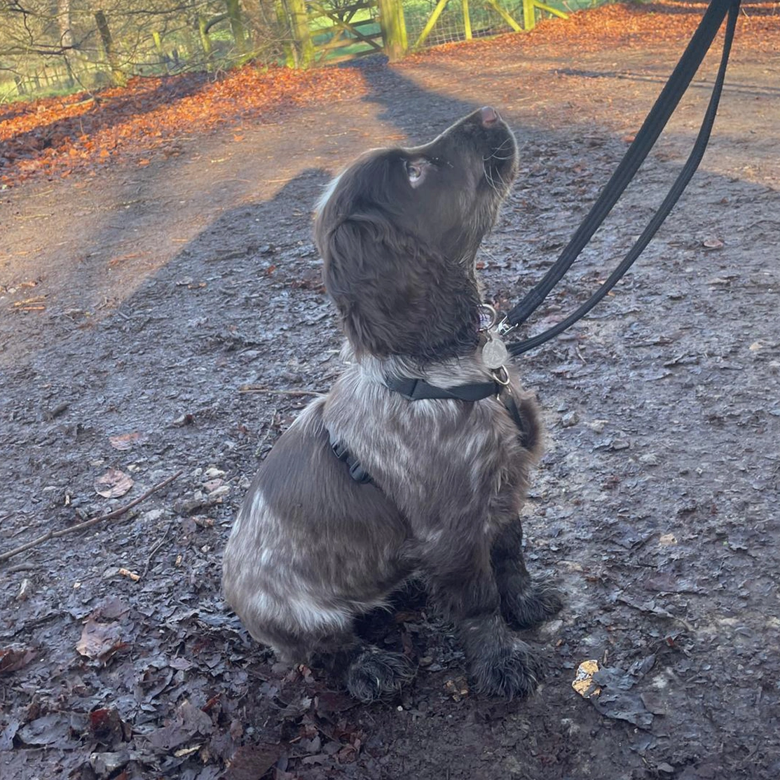 Chocolate roan spaniel sitting looking up on lead while on walk