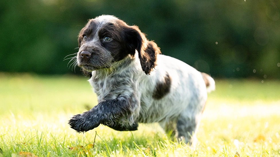 Chocolate roan spaniel puppy running in grass