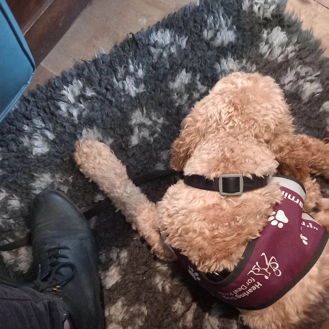 Golden Cockapoo settling on mat in learning jacket