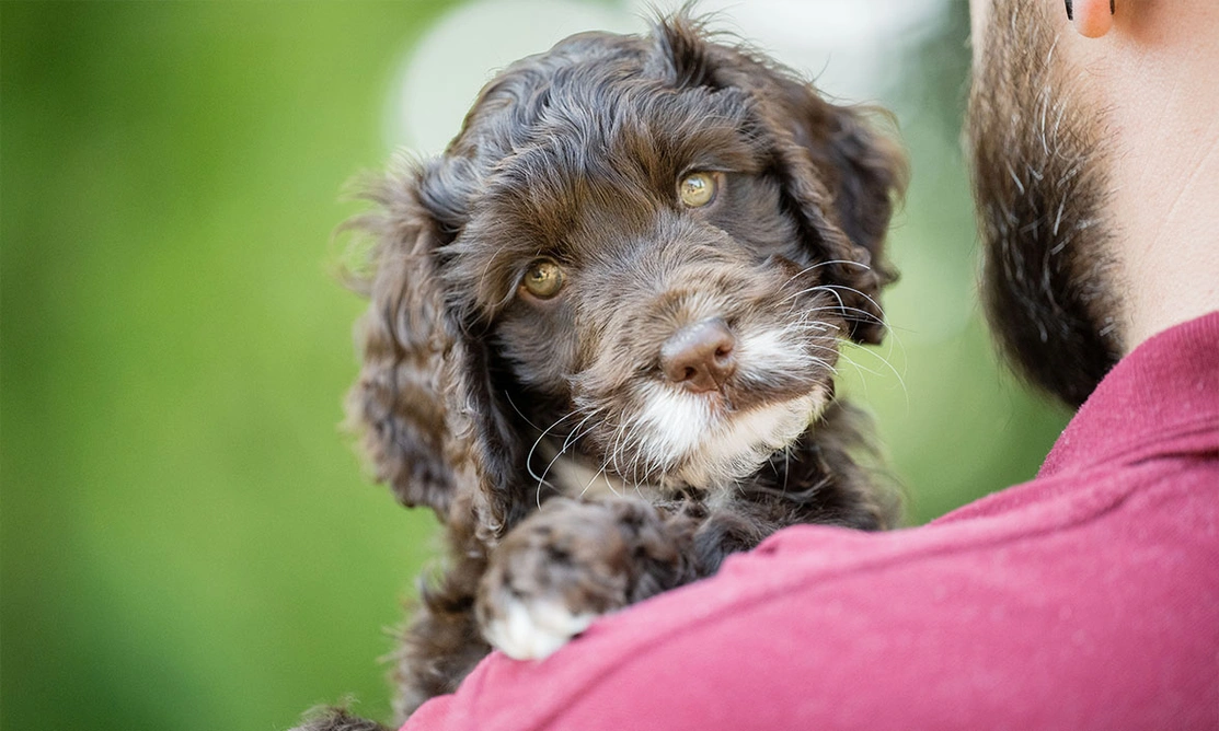 Brown and white Cockapoo puppy cuddling man with beard