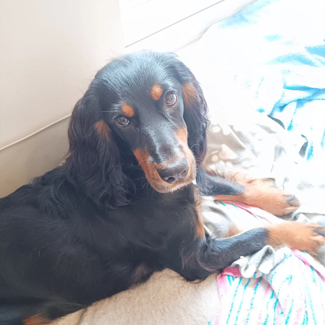 Black and tan spaniel on blanket looking directly at the camera