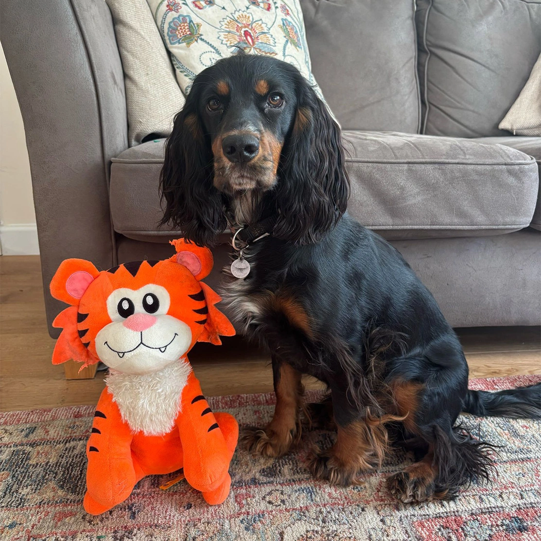 Black and tan spaniel sitting next to orange tiger toy
