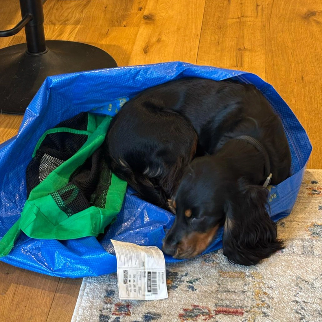 Black and tan spaniel sleeping on top of storage bag
