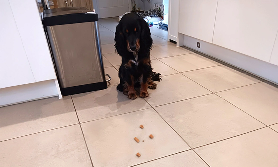 Black and tan spaniel sitting looking at treats on the floor