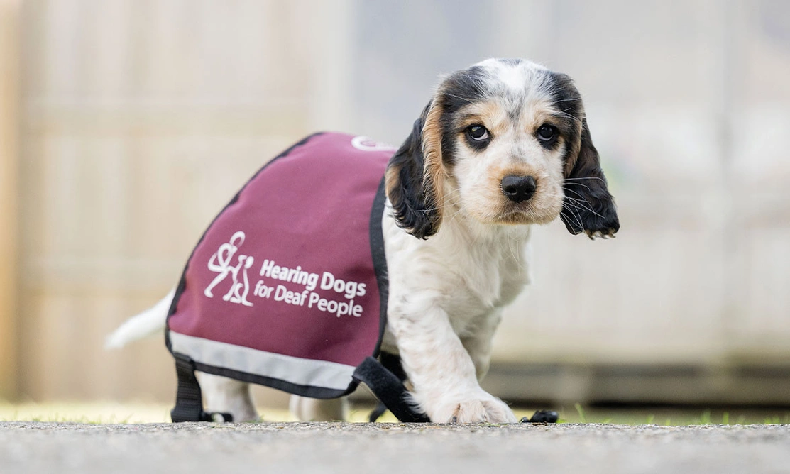 Cute sable spaniel puppy wearing oversized Hearing Dogs jacket