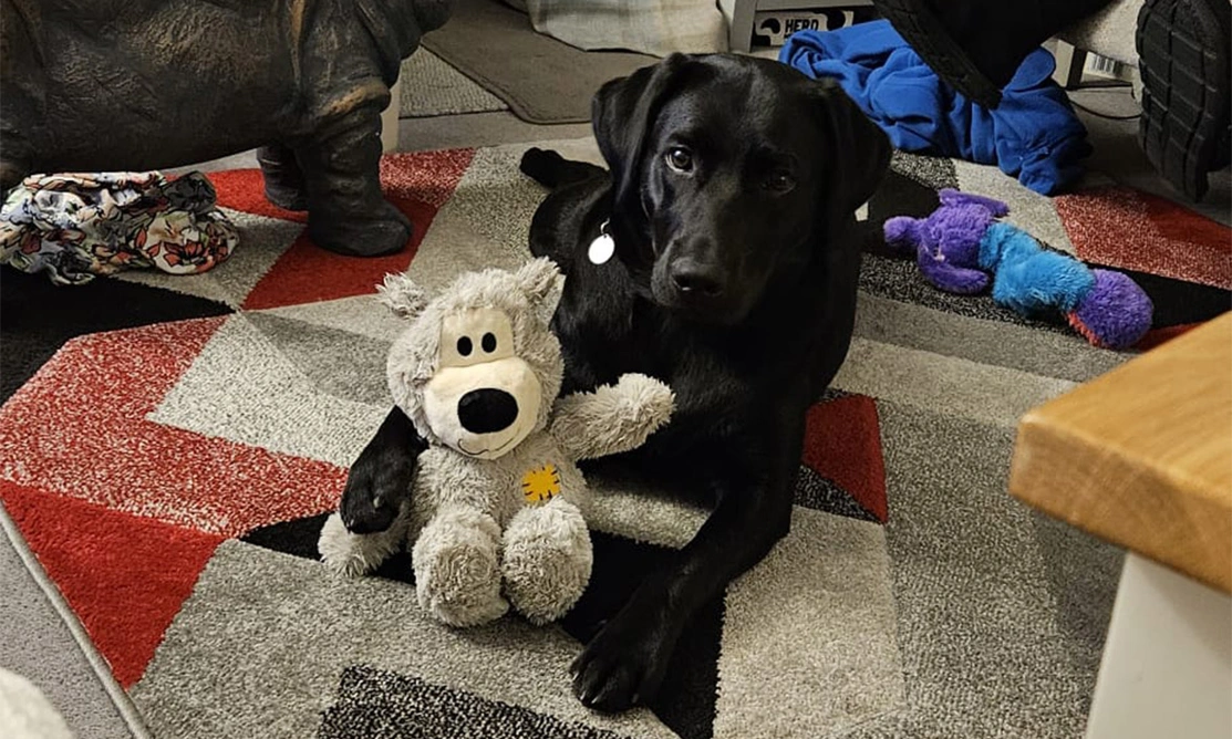 Black Labrador laying with teddy