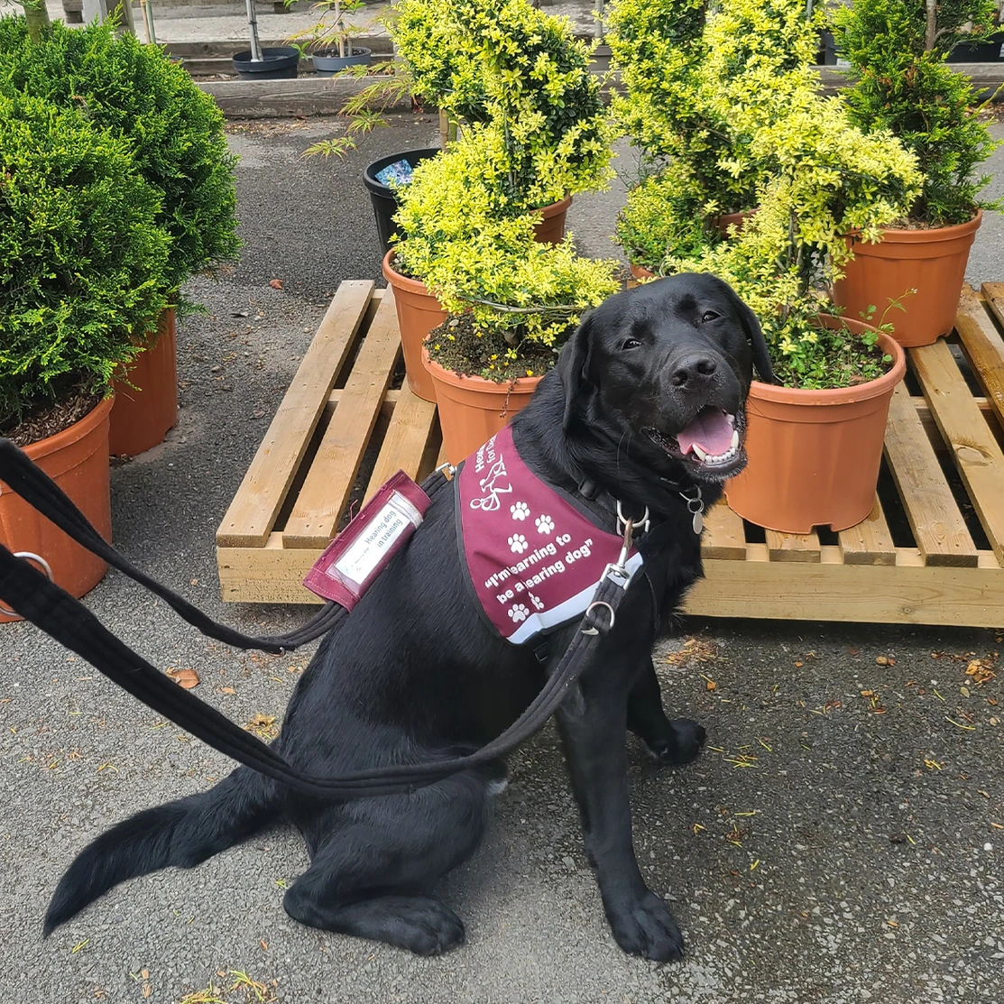 Black Labrador sitting in burgundy training jacket in front of plants