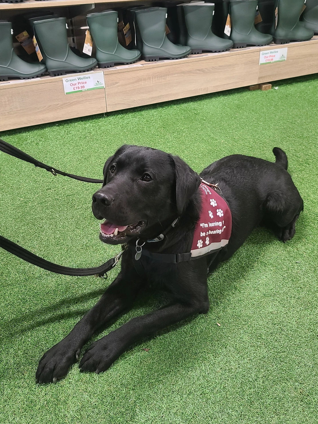 Black Labrador setting inside garden centre
