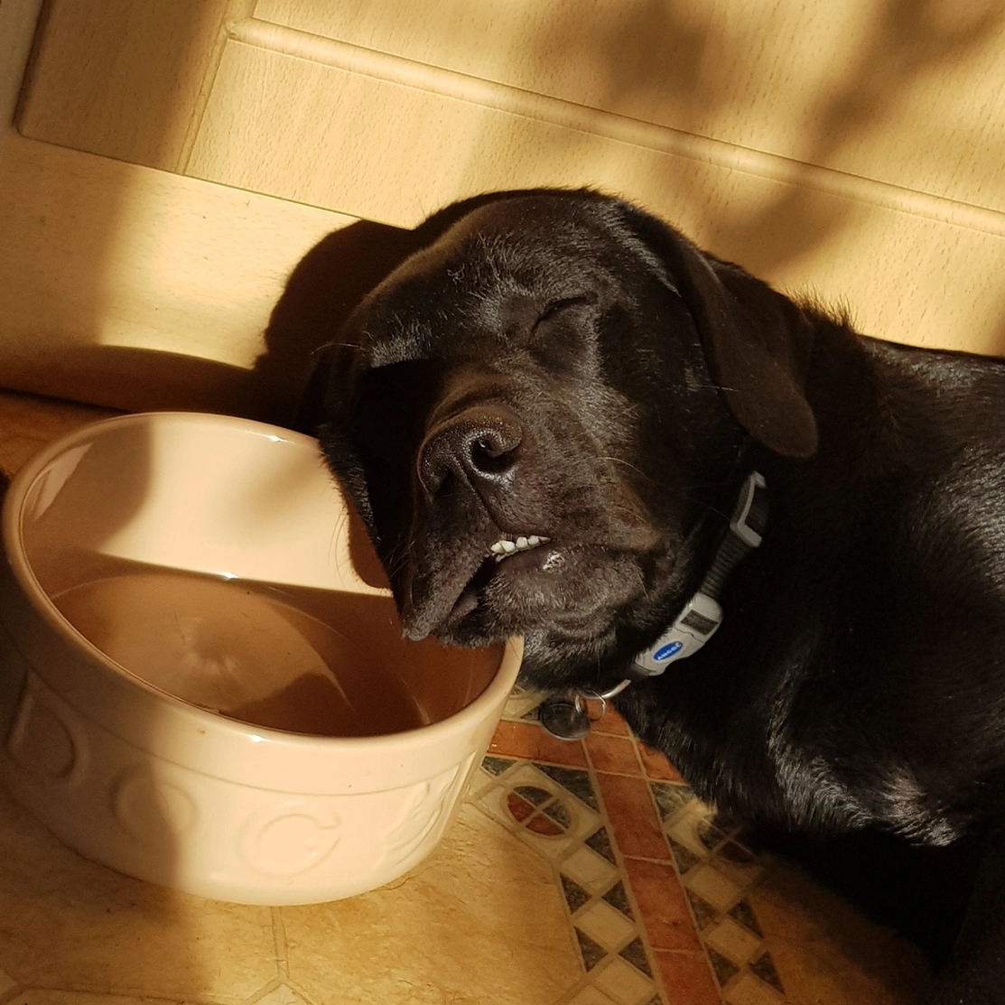 Black Labrador sleeping on food bowl