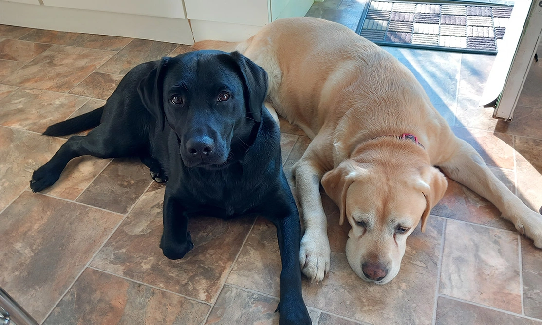 Black Labrador laying next to yellow Labrador