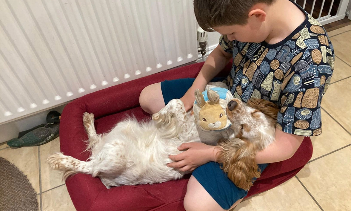 Orange roan spaniel laying on back receiving cuddles from child