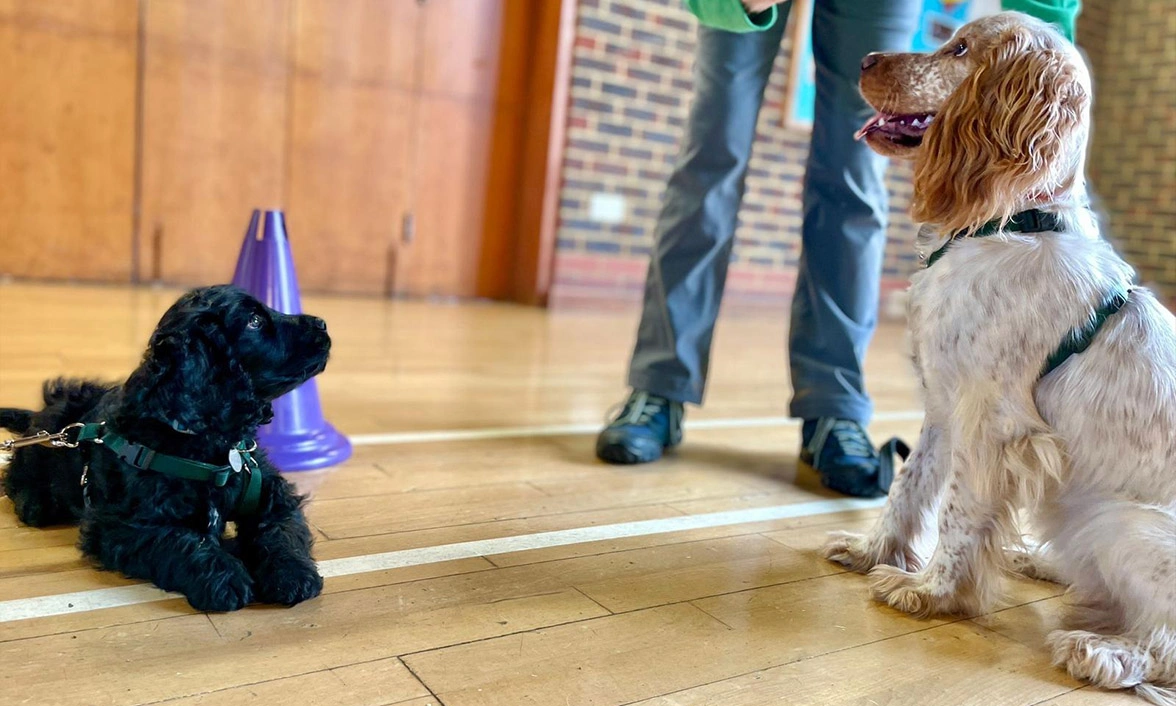 Two puppies facing each other at puppy class