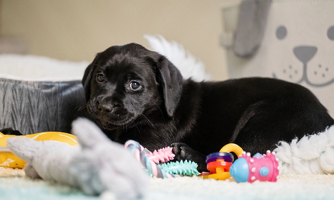 Black Labrador puppy relaxing by comfy bed surrounded by toys