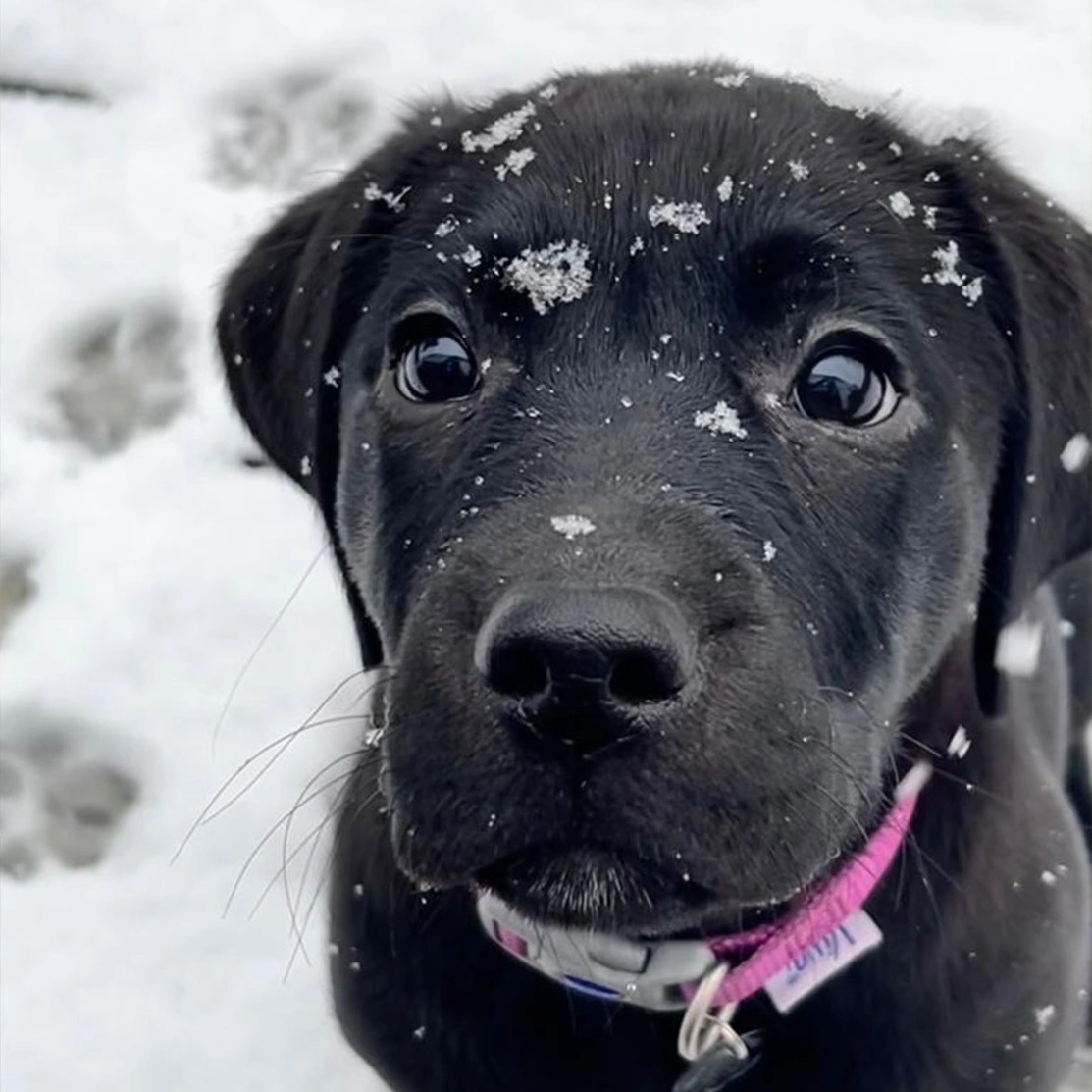 Black Labrador puppy in snow