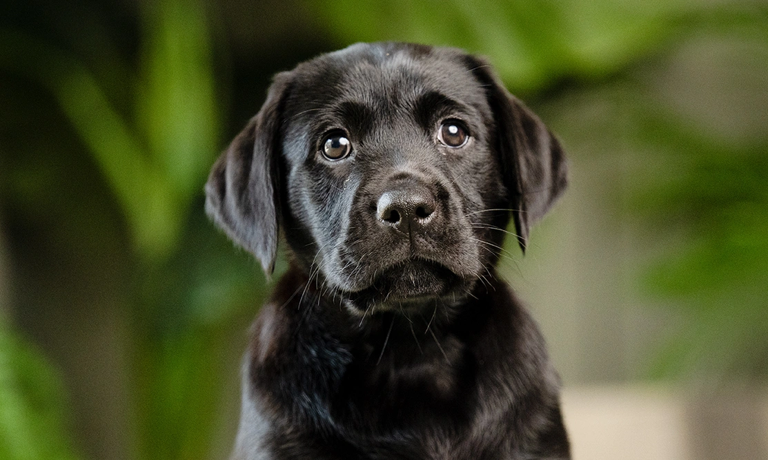 Black Labrador puppy looking directly at camera