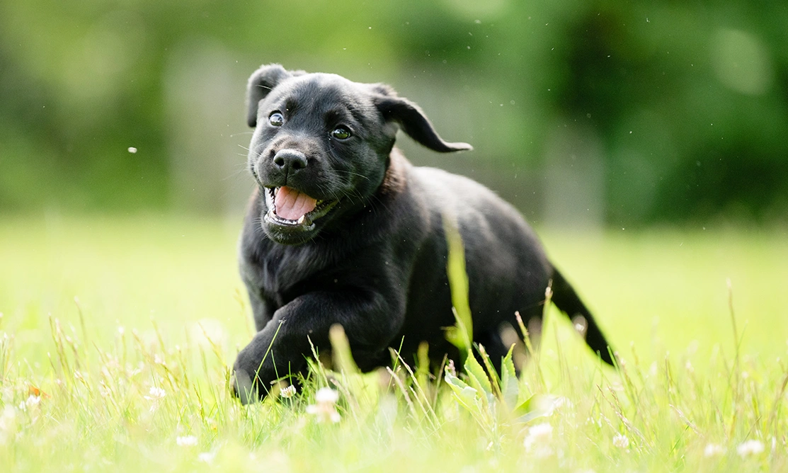 Black Labrador puppy running