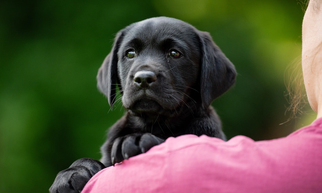 Black Labrador puppy being cuddled