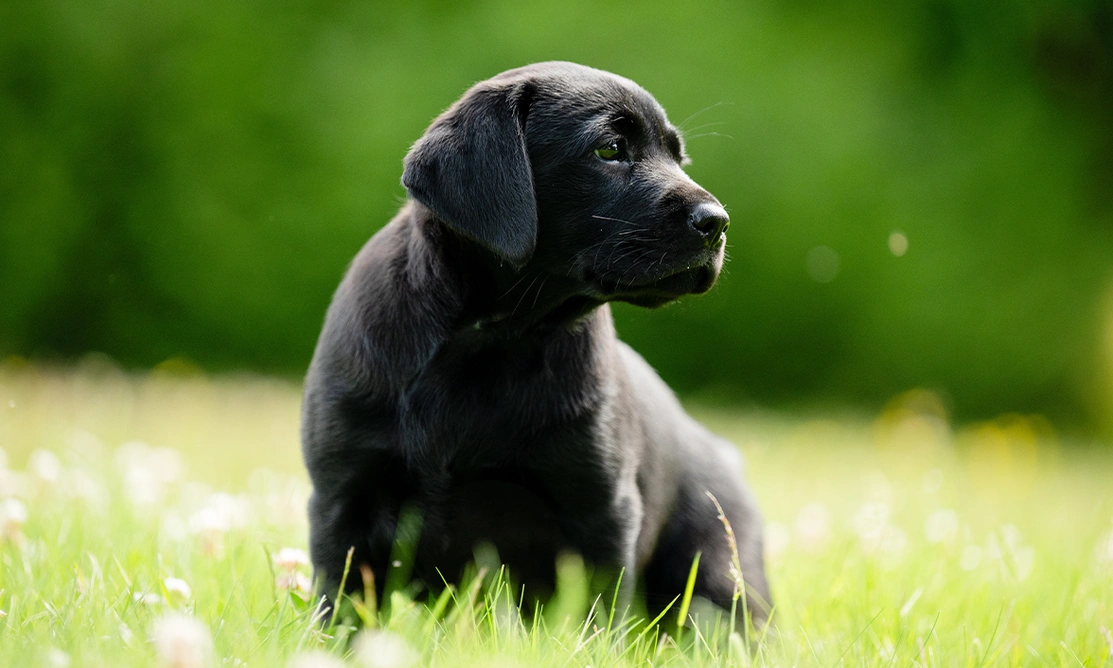 Black Labrador puppy sitting on grass looking to the side