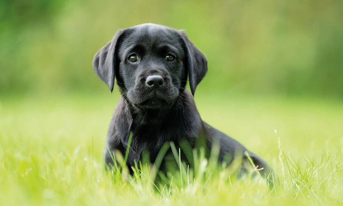 Black Labrador puppy sitting on grass