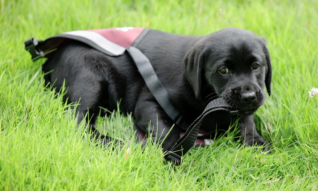 Black Labrador puppy laying on grass in oversized Hearing Dogs jacket