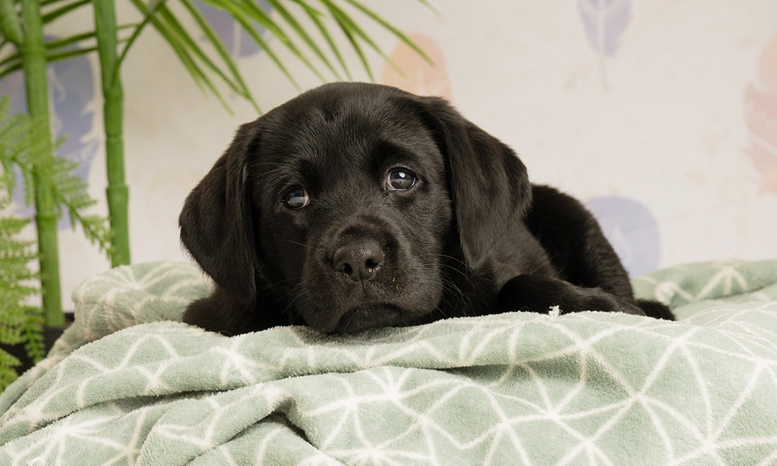 Black Labrador puppy in bed