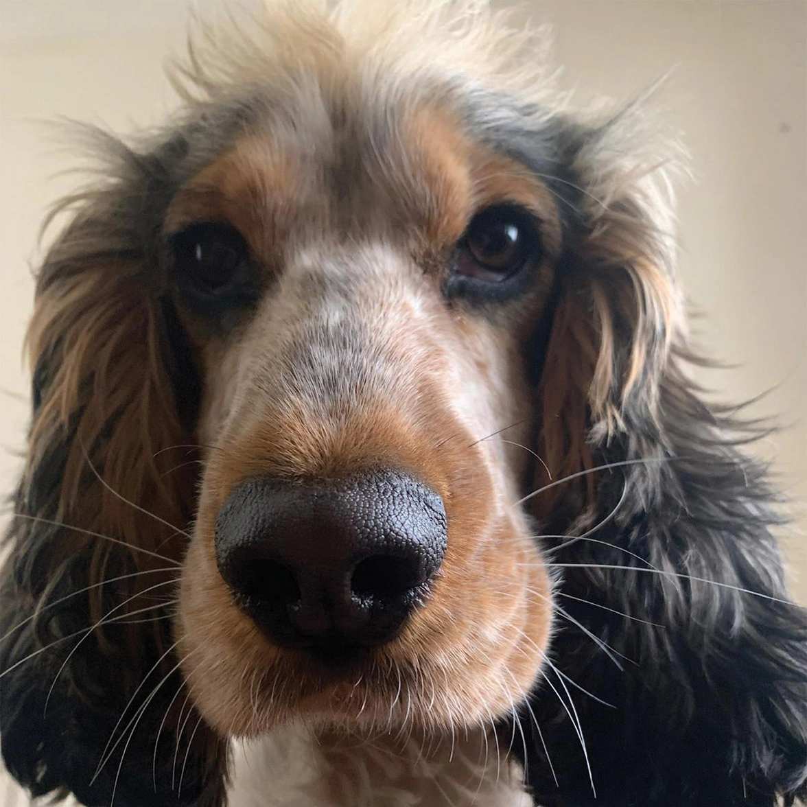 Sable Cocker Spaniel headshot