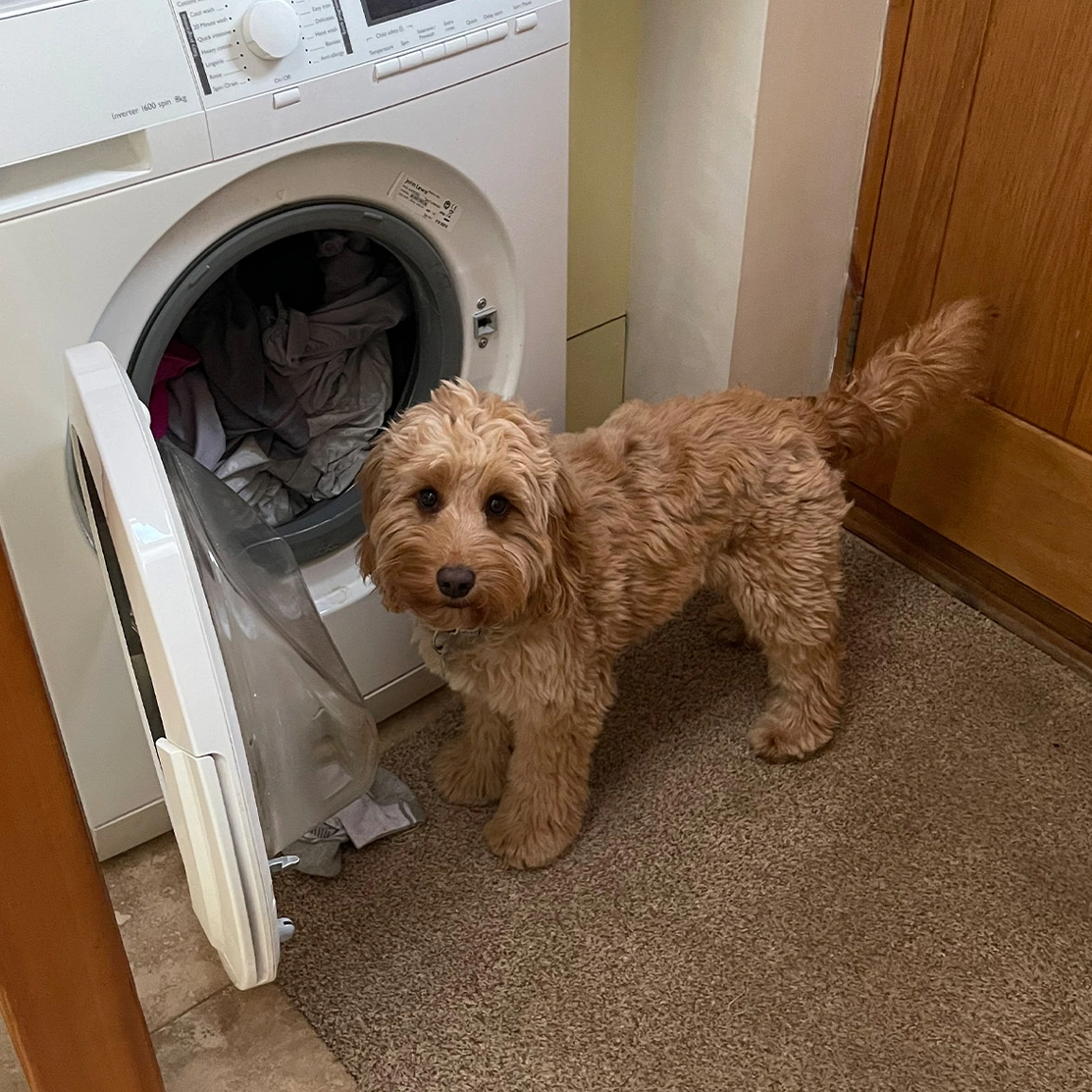Golden Cockapoo standing by washing machine