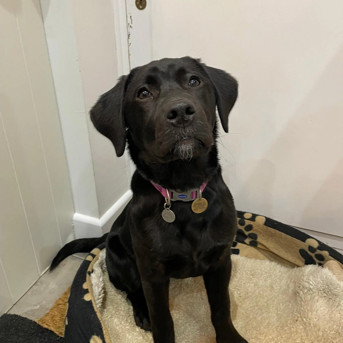 Black Labrador sitting in dog bed