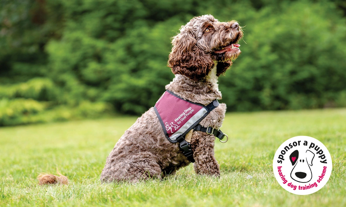 Brown Cockapoo sitting in Hearing Dogs qualified jacket on grass