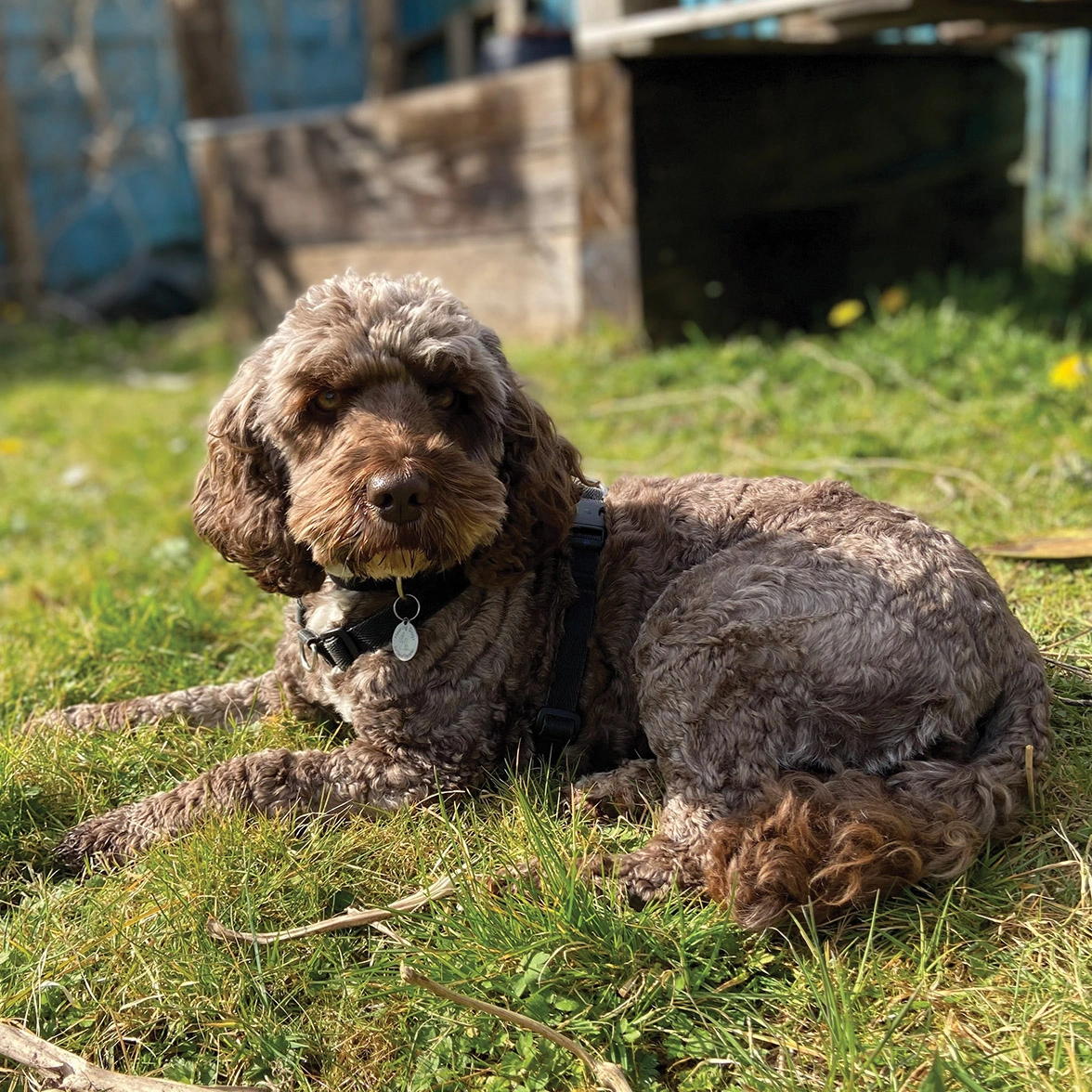 Brown Cockapoo laying on grass