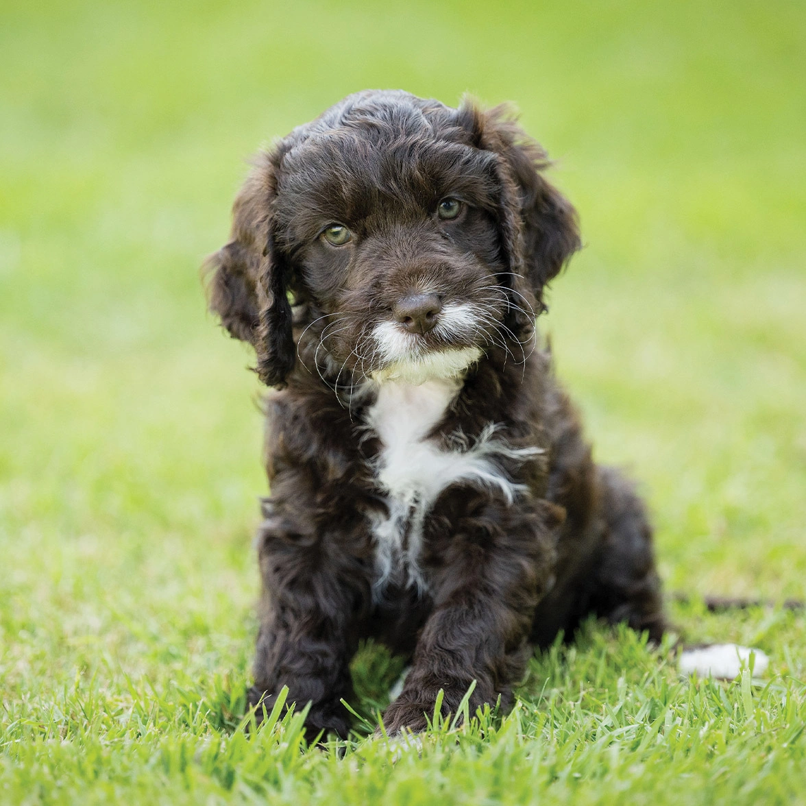 Chocolate Cockapoo puppy sitting on grass