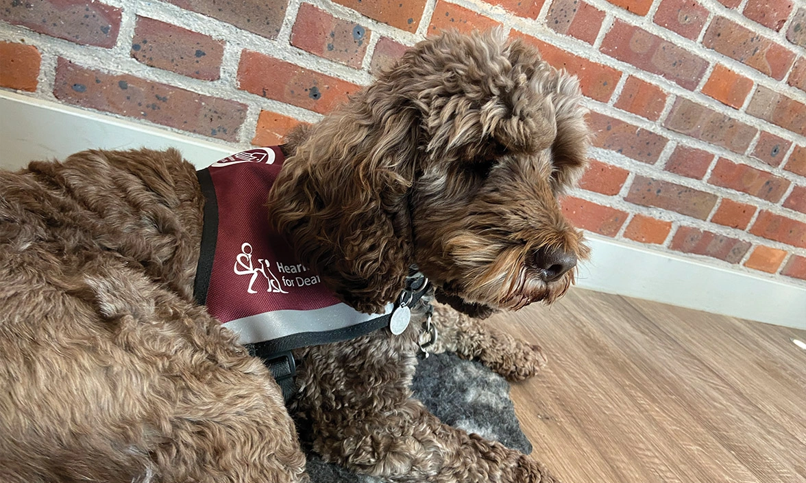 Chocolate Cockapoo settling in qualified Hearing Dogs jacket