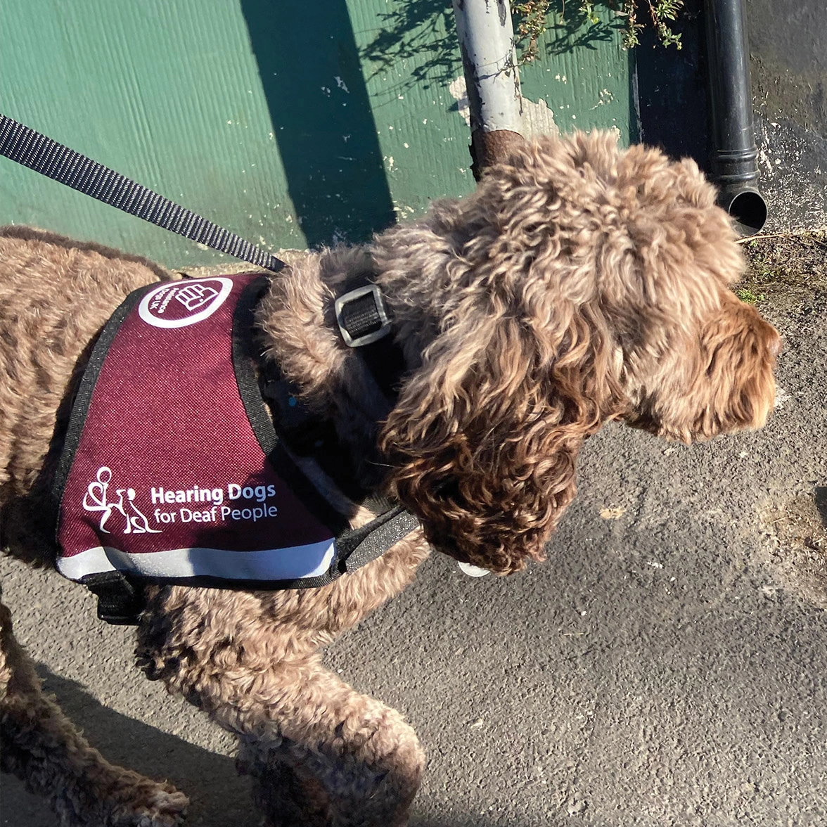 Brown Cockapoo walking in Hearing Dogs jacket