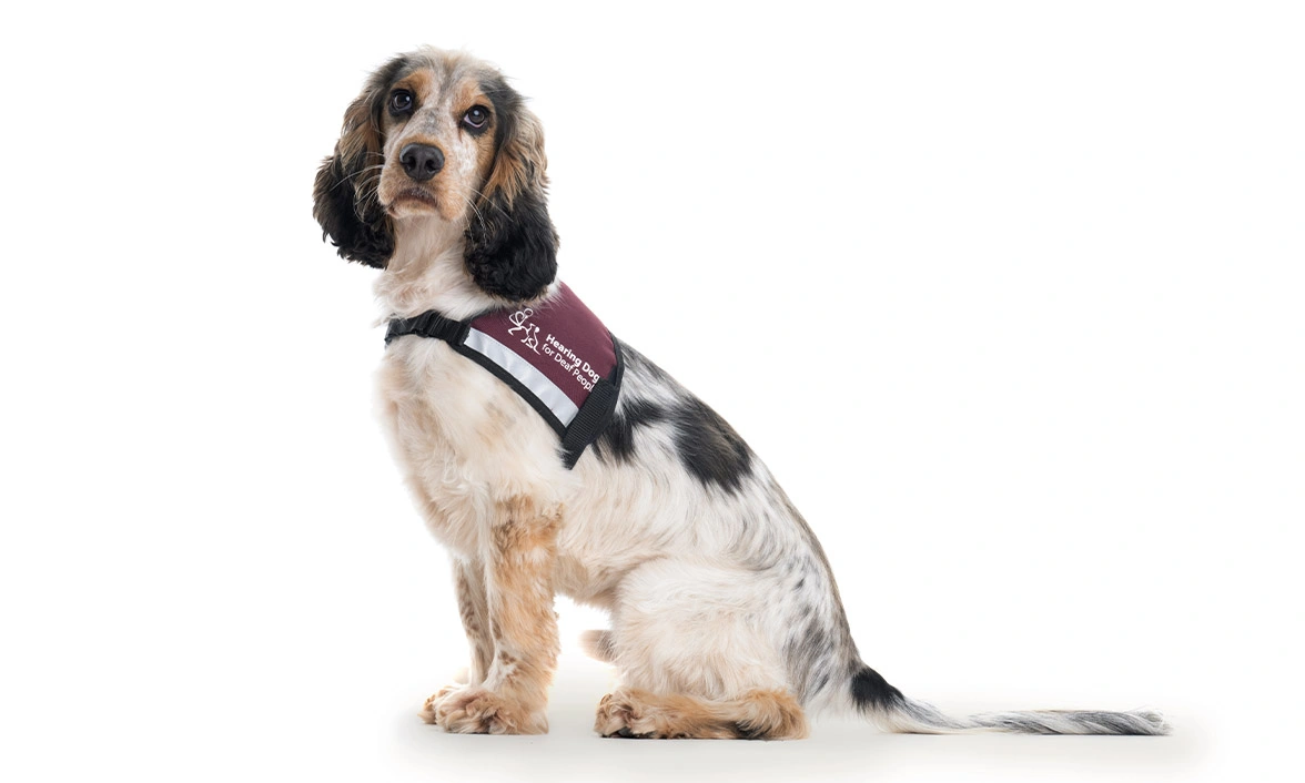 Sable Cocker Spaniel sitting wearing Hearing Dogs qualified jacket on white background