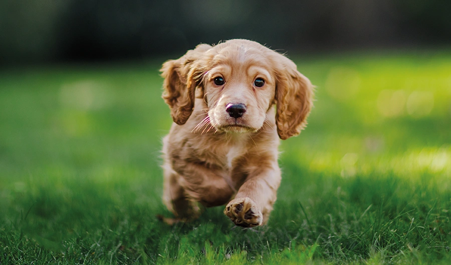Golden Cocker Spaniel puppy running in grass
