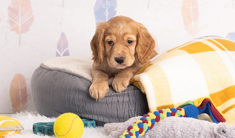 Golden Cocker Spaniel puppy relaxing in bed