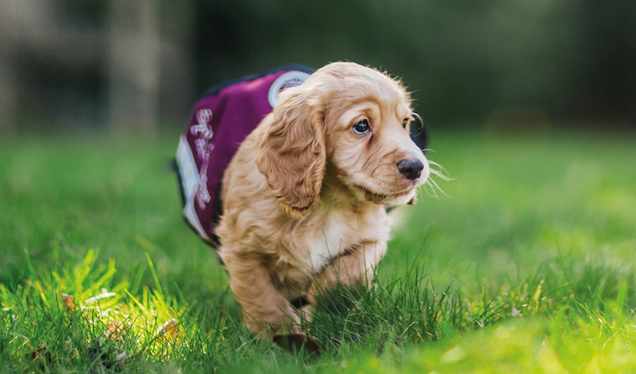 Golden Cocker Spaniel puppy walking on grass in oversized Hearing Dogs jacket