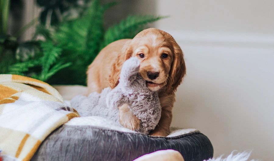 Golden Cocker Spaniel holding cuddly toy in mouth