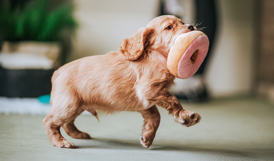 Cocker Spaniel puppy running with donut toy in mouth