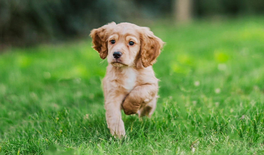 Golden Cocker Spaniel puppy running in grass