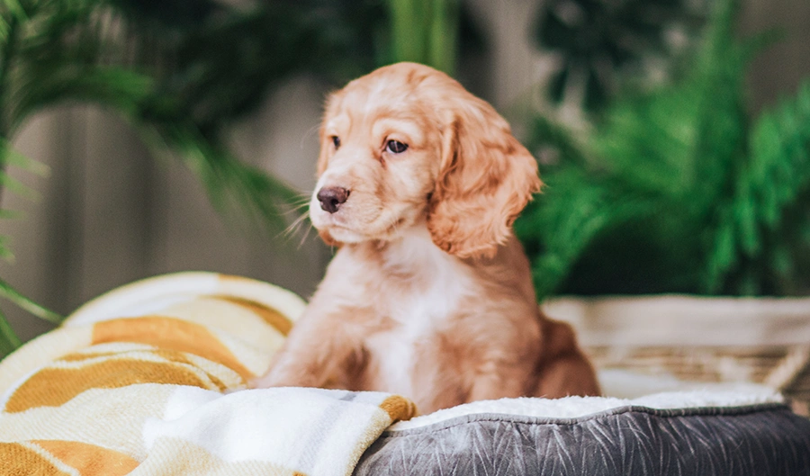 Golden Cocker Spaniel puppy sitting in bed looking to the side