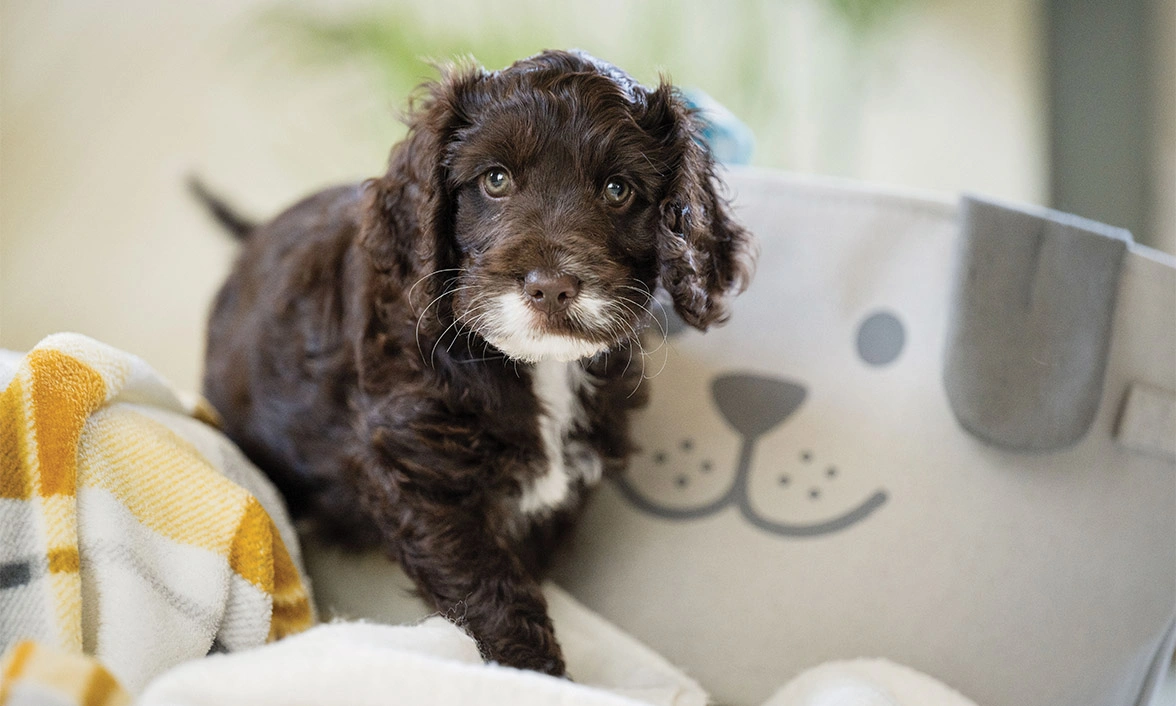 Chocolate Cockapoo puppy walking through blankets