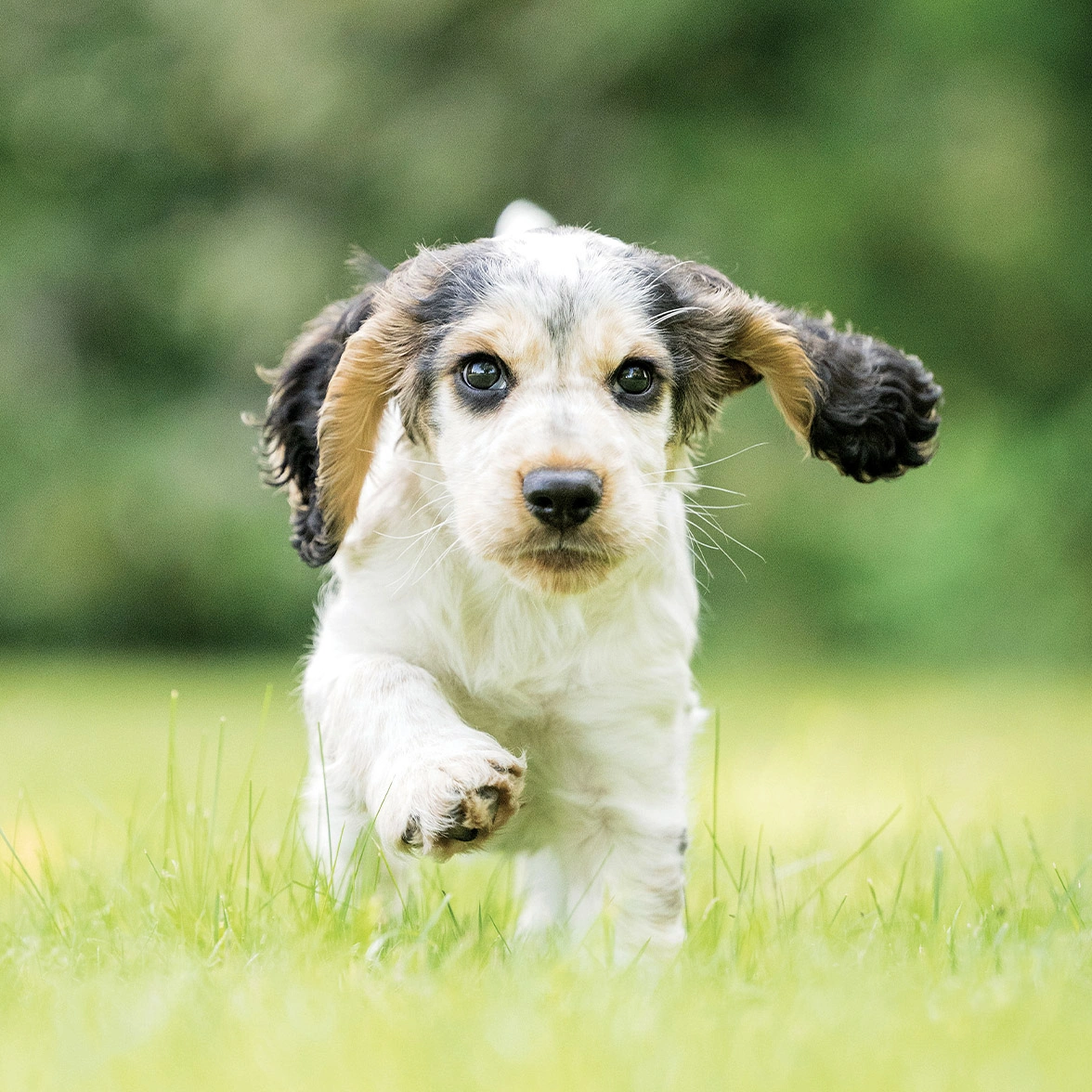 Sable Cocker Spaniel puppy running in grass