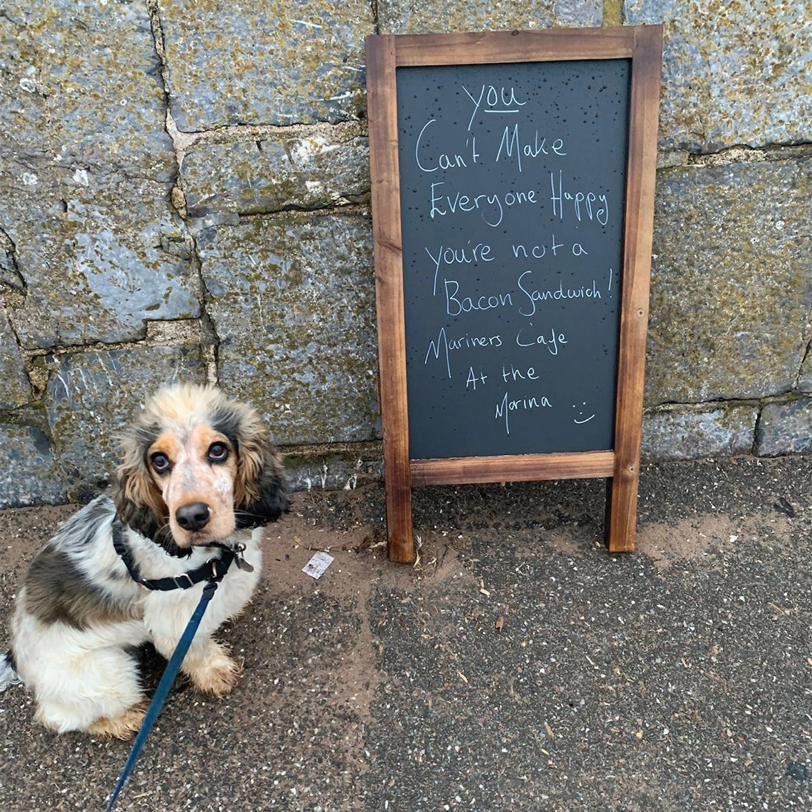Sable Spaniel sitting next to blackboard